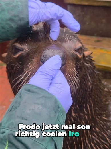 Seebär Frodo bekommt beim Training einen Iro aus seinem dichten Fell geformt Im Video anbei seht Ihr wie der Südamerikanische Seebär Frodo bei uns im Zoo Dortmund beim täglichen Training von unserer Tierpflegerin Rebecca aus seinem dicken Fell eine Art Irokesenschnitt, kurz Iro, verpasst bekommt. Dieser lässt sich leicht aus dem dicken Fell der Robbe formen. Denn mit ihrem Fell mit dichter Unterwolle sind Südamerikanische Seebären, die bis an die Südspitze Südamerikas vorkommen, gut an kalte Bed