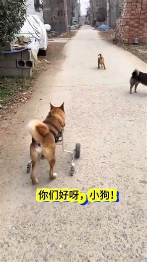 First Glimpse of a Village Pup with a Robotic Dog Friend