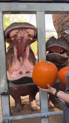 Top Cute Animal Videos of 2024 at San Antonio Zoo