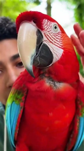 البغبغان🦜 الفتان بغبغان #كوميديا #حيوانات #fyp #parrot