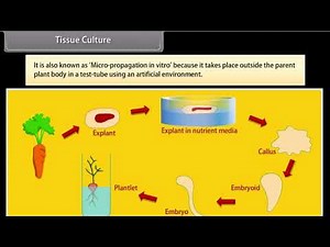 🎥 How Do Organisms Reproduce – Part I | Class 10 Biology | Introduction to Reproduction