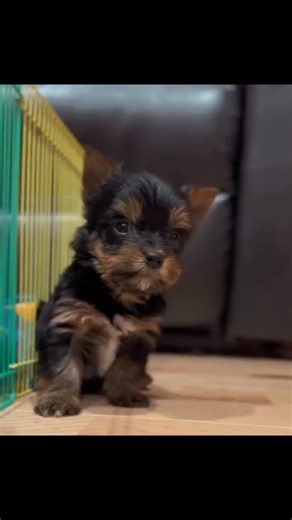 Adorable Traditional Black and Tan Yorkie Puppy Funny Talks