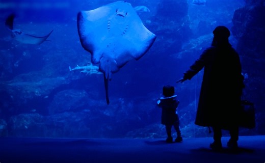 Descubre el nuevo Gran Acuario Mazatlán Mar de Cortés: ¿Qué ver y cuánto cuesta la entrada?