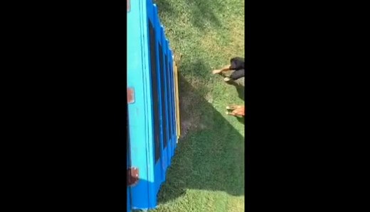 cardio time for Power! #powermoves #viral #pitbull #dog #muscles