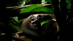 Deep Jungle: The Beast Within | Nature