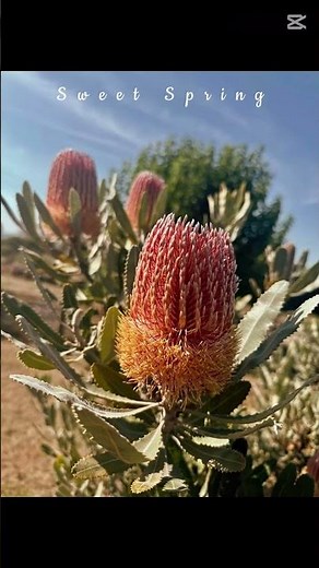 Australian Native flowers