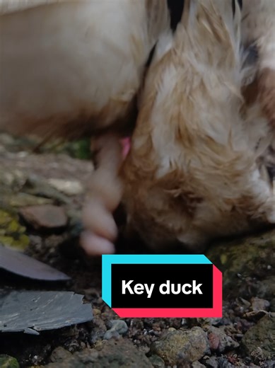 Adorable Keychain Duck with Muscovy Charm