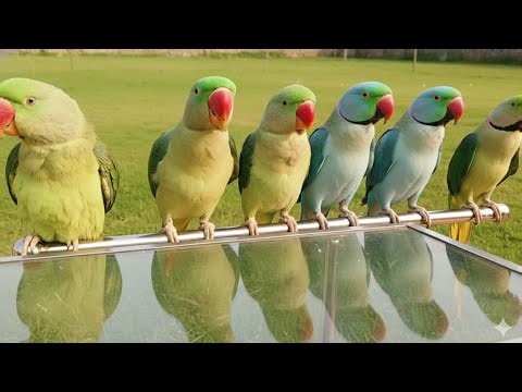 “All My Parrots Are Sitting in Front of the Mirror, Enjoying Watching Themselves”talking parrot