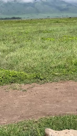 Antelope Grazing in Mountainous Grasslands