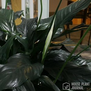 18K views · 600 reactions | Peace lily flower development from just a...