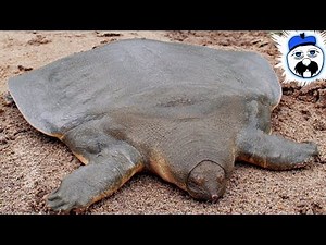 15 Weird Animals You Won't Believe Exist