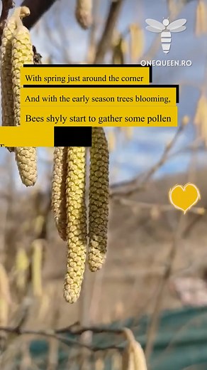 2K views · 15 reactions | With spring just around the corner and with the early season trees blooming, bees shyly start to gather some pollen to raise their first bee generation For full videos, check these channels: @neculaibadica - YouTube @florindobre4162 - YouTube @AlbinutadinVest - YouTube | OneQueen.ro | Facebook