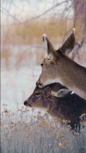 Most Scenic Winter Landscapes - ❄️Wintertime Nature Film - Part #1 - #Shorts