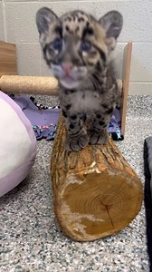 93K views · 26K reactions | They grow up so fast  A pair of clouded leopards born at the Nashville Zoo are now two months old... and they're getting mighty curious. https://bit.ly/3Q2uyyj  Nashville Zoo | WZTV FOX 17 News, Nashville | Facebook