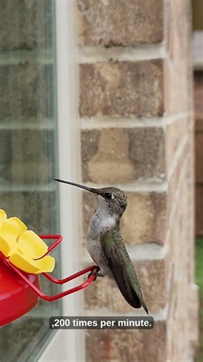 The Only Bird That Can Fly Backwards #animal #usa #viral