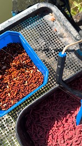 MATCH THIS🎣 Who loves a bit of match fishing? When did you last fish a match, where was it and how did you get on? Check out our massive slection of match gear availible both in store and online now https://www.capitalangling.co.uk/coarse-match | Capital Angling