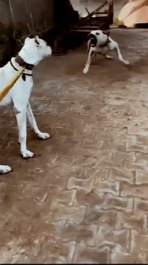 #pitbull vs #pakistanbully Dog short video 🐕🐶🐕🐶🐕