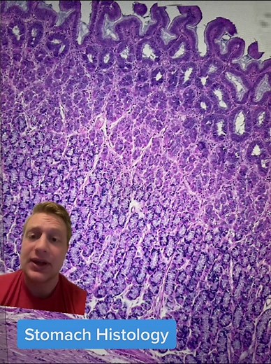 Stomach Histology: Understanding Glandular Structures