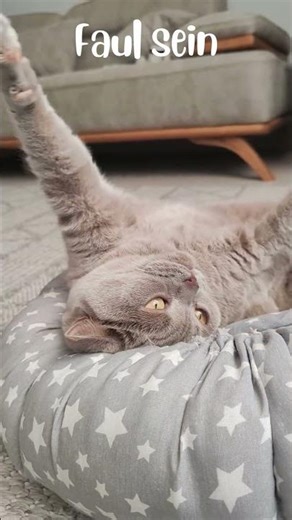 #cat #joy #puppy #playing #sweet #cats #relax #sweet