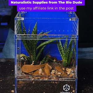 1.2K views · 31 reactions | I am building an enclosure for my jumping spider in the Medium treehouse Switch enclosure from @tarantulacribs! Get 10% OFF the BEST Tarantula enclosures in the hobby NOW when you use the code TTC10 at checkout! https://www.tarantulacribs.com/?ref=TheTarantulaCollective All the substrates and natural products I use come from @thebiodude! Use my link to help support this channel: https://www.thebiodude.com?dt_id=1400014 | The Tarantula Collective | Facebook