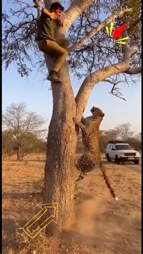 عالق أعلى الشجرة… والفهد يصعد لافتراسه #youtubeshorts