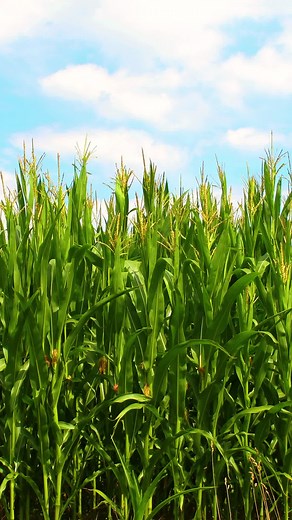 Discover the Story Behind the Musical Shucked