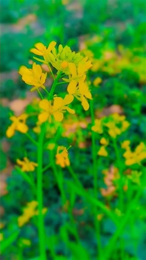 kisan ❤life villege 😍 #shortsfeed #shorts #trending #love