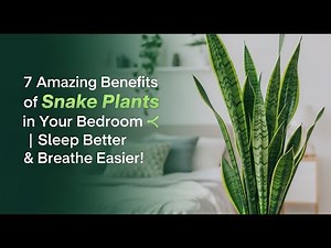 7 Amazing Benefits of Snake Plants in Your Bedroom 🌿 | Sleep Better & Breathe Easier!