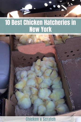 10 Best Chicken Hatcheries in New York 2025