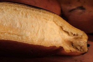 Why Is There Red in My Banana? Red Fungus Inside Bananas