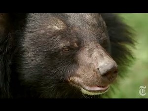 The Fight Against 'Milking' Bears for Bile in China