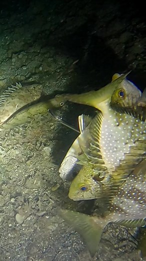 1.3M views · 8K reactions | #reelsfb #fishing #adventure #nightspearfishingphilippines | Seaseed Adventure | Facebook