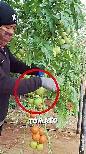 Easy Method of Tomato Farming🍅🤗#shots