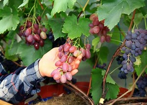 Sodiname vynuoges: kada, kaip pasirinkti veisles, ar pasiteisina lietuviškos