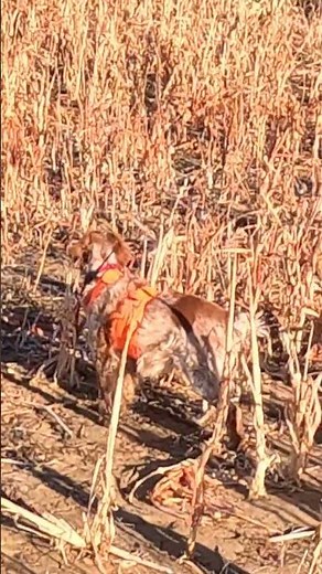 Pheasant Hunting | Simple Hunts S109 #hunting #birddog #birdhunting