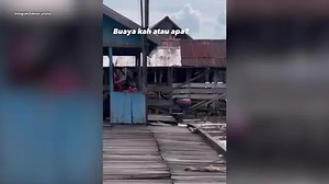 Crocodile's odd behaviour sparks eerie new theory