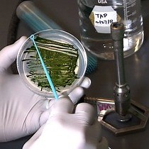 Video: Visualizing Cytoplasmic Flow During Single-cell Wound Healing in Stentor coeruleus