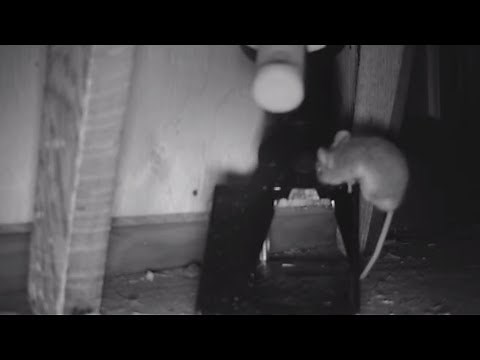 #159 A24 Goodnature Rat And Mouse Trap. Six Month Review. cottage. outdoor channel.
