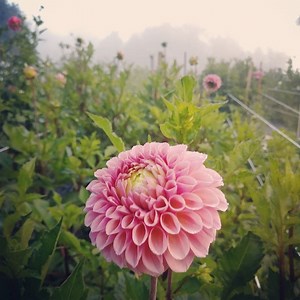 Too Soon to Plant Your Dahlia Tubers? Here's What to Do —  Three Acre Farm