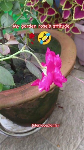 My Garden Rose's Attitude 😂🌹 | Nature Humbled It Instantly#FunnyGardenShorts##Rose #Garden #Funny🥀🤣
