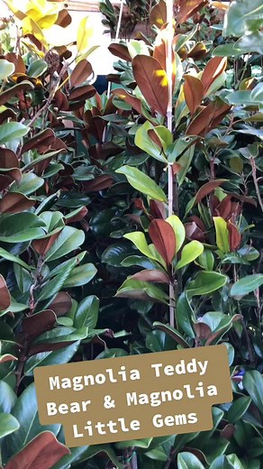 Teddy Bear vs. Little Gem Magnolias: A Floral Comparison