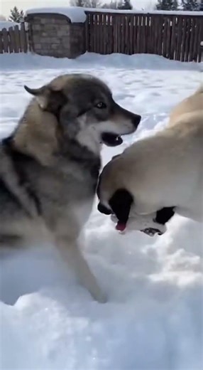 Wolf Attacks Dog: Intense Snow Rescue by Kangal!