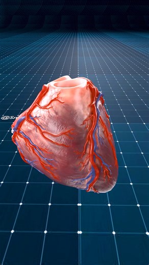Close Up of a Beating Heart | Breathtaking View 🫀 ✨ . . The human heart is a vital organ that pumps blood throughout the body, supplying oxygen and nutrients while removing carbon dioxide and waste products. Here are some key points about the human heart: Anatomy: The heart has four chambers: two upper atria and two lower ventricles. The right side pumps deoxygenated blood to the lungs, while the left side pumps oxygenated blood to the rest of the body. Valves: There are four main valves (tricu