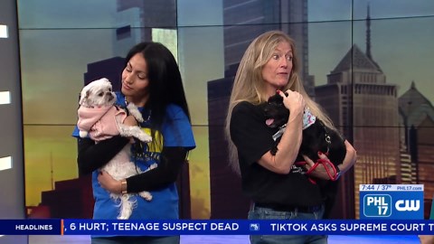 What you need to know before giving the gift of a pet this holiday season