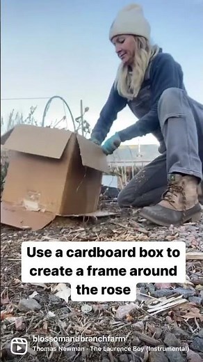 Winterizing roses is a good idea in colder zones, and it can be easy to do! Here’s how!