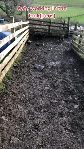 Sheep Herding Dog in Action on a Countryside Path