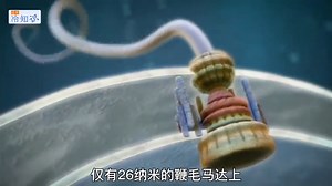 你敢信吗？人体细菌内如此精密的“生物马达”。 #科普