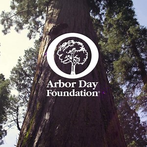 Celebrate with the gift of trees. Each gift helps forests in need and comes with a personalized certificate. | Arbor Day Foundation
