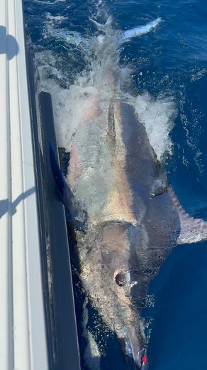 30M views · 10K reactions | Nov 2 day 13. Put a Sat tag in this mid ranger African Black Marlin. Official half way point of Leg 12, 13 more days on Calendar weather permitting. | Bad Company Fishing Adventures | Facebook