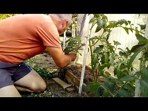 How to maintain and prune a tomato plant in a pot or in the garden (beginner)